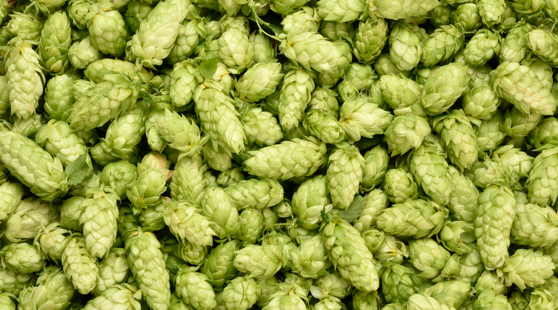 Qu est ce Que Le Houblon Dans Une Bi re Qu est ce Que Le Houblon Dans Une Bi re