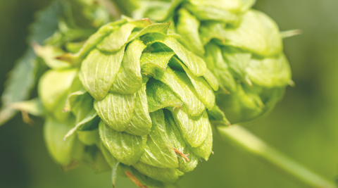 Organic beer - everything to know about bio beer