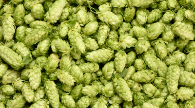 Guide to hops for brewing beer
